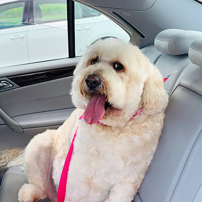 Dog wears a special dog car harness to keep him safe when he travels.
